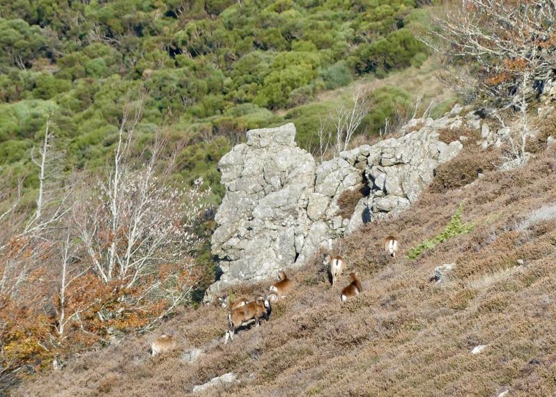 Mouflons sur l espinouse